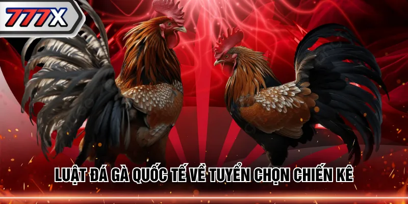 Luật đá gà quốc tế về tuyển chọn chiến kê